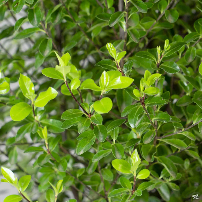 Black Stem Pittosporum