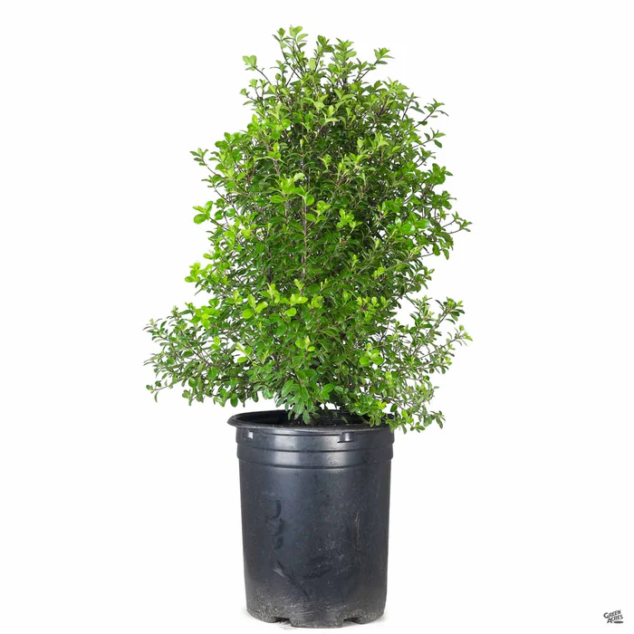 Black Stem Pittosporum