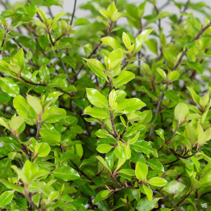 Black Stem Pittosporum 'Elfin'