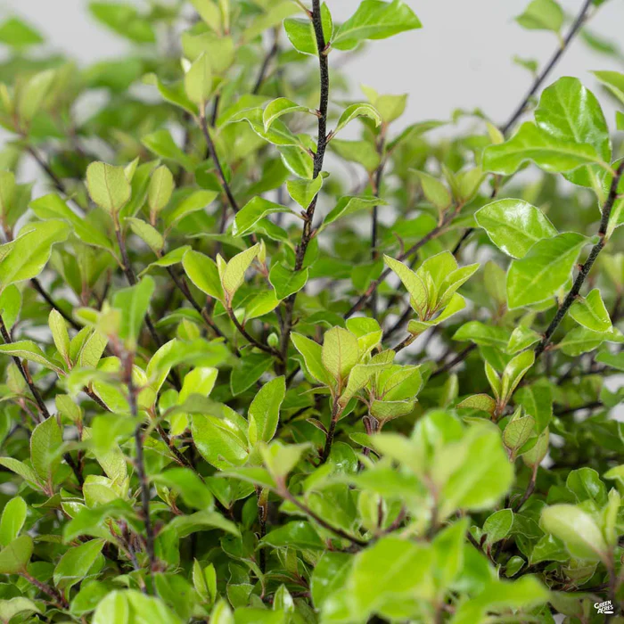 Black Stem Pittosporum 'Elfin'