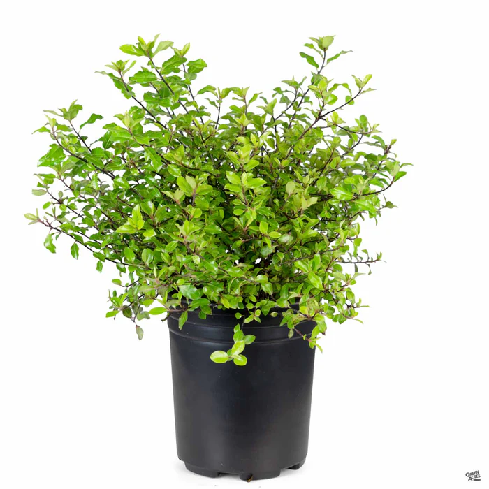 Black Stem Pittosporum 'Elfin'