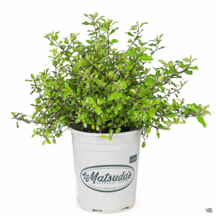 Black Stem Pittosporum 'Elfin'