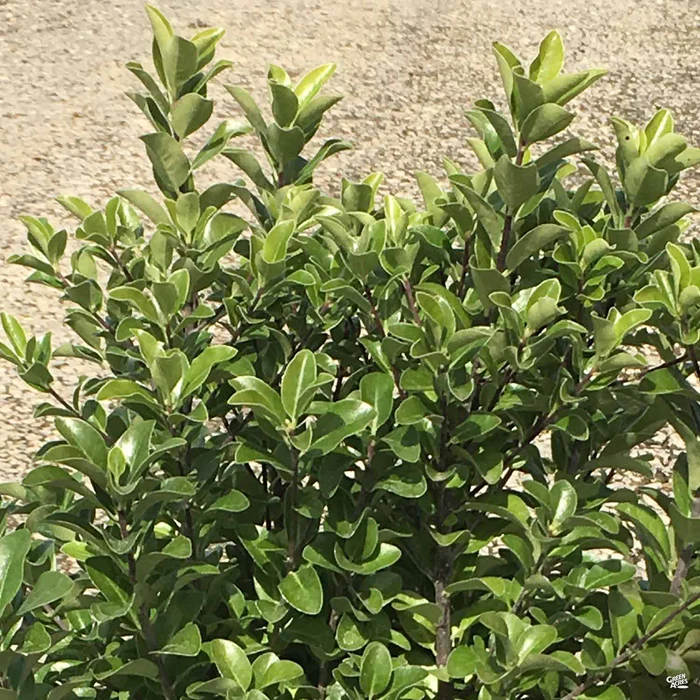 3134-irish-fortune-black-stem-pittosporum-1.webp Irish Fortune Black Stem Pittosporum