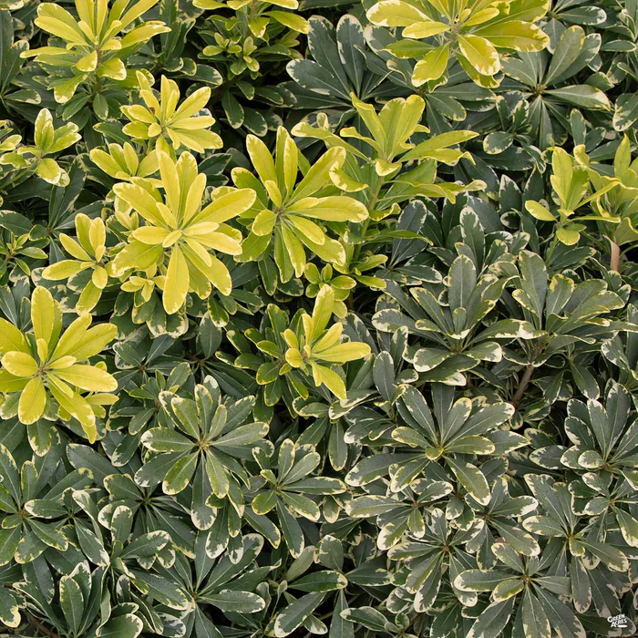 3135-mock-orange-cream-de-mint-1.webp Mock Orange 'Cream de Mint'