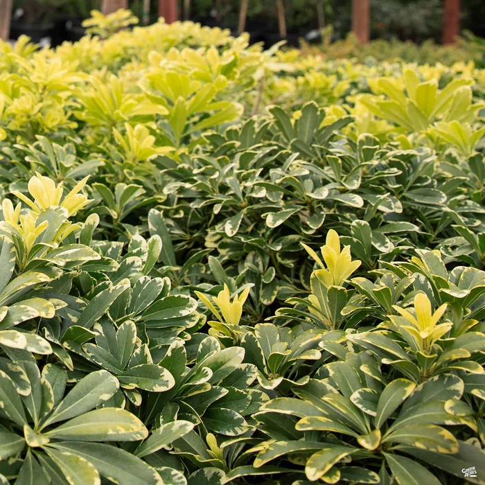 3135-mock-orange-cream-de-mint-2.webp Mock Orange 'Cream de Mint'