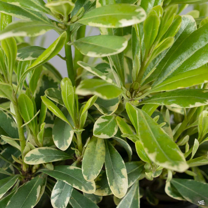 3135-mock-orange-cream-de-mint-3.webp Mock Orange 'Cream de Mint'