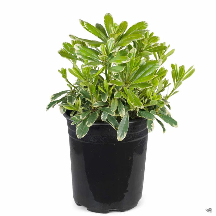 3135-mock-orange-cream-de-mint-4.webp Mock Orange 'Cream de Mint'