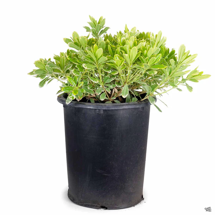 3135-mock-orange-cream-de-mint-5.webp Mock Orange 'Cream de Mint'