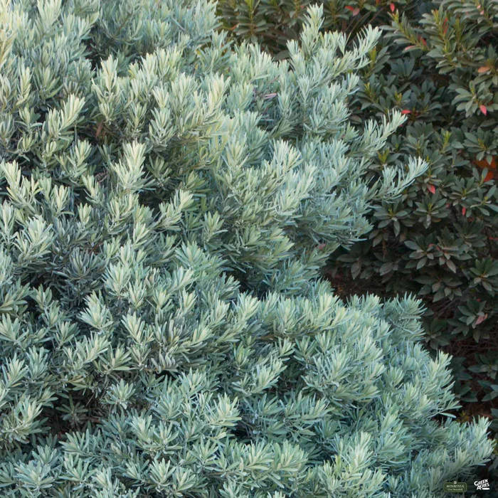 Icee Blue Fern Pine | Monrovia