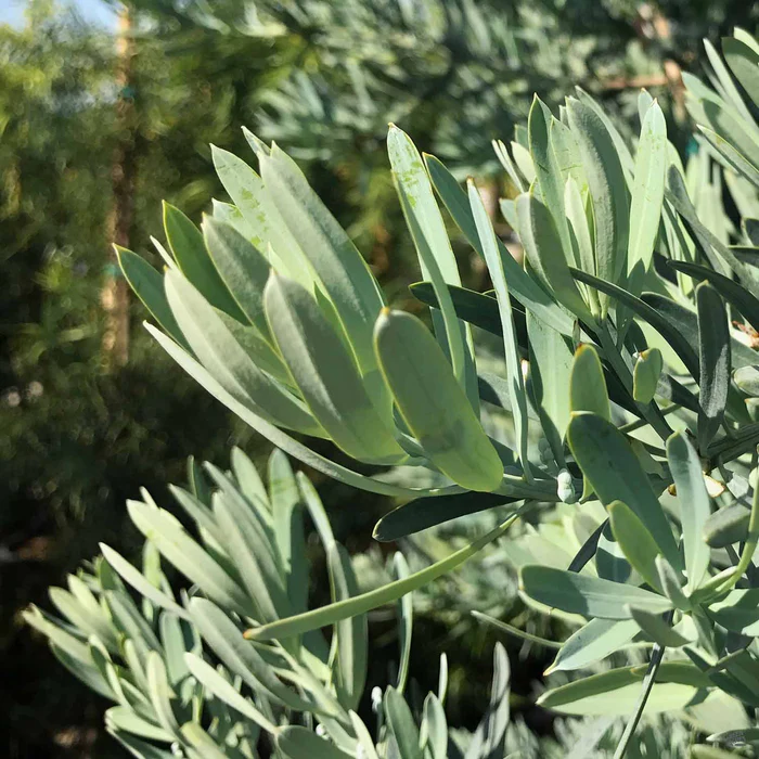 Icee Blue Fern Pine | Monrovia