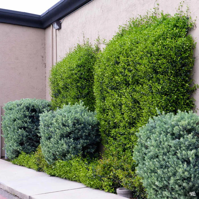 Icee Blue Fern Pine | Monrovia
