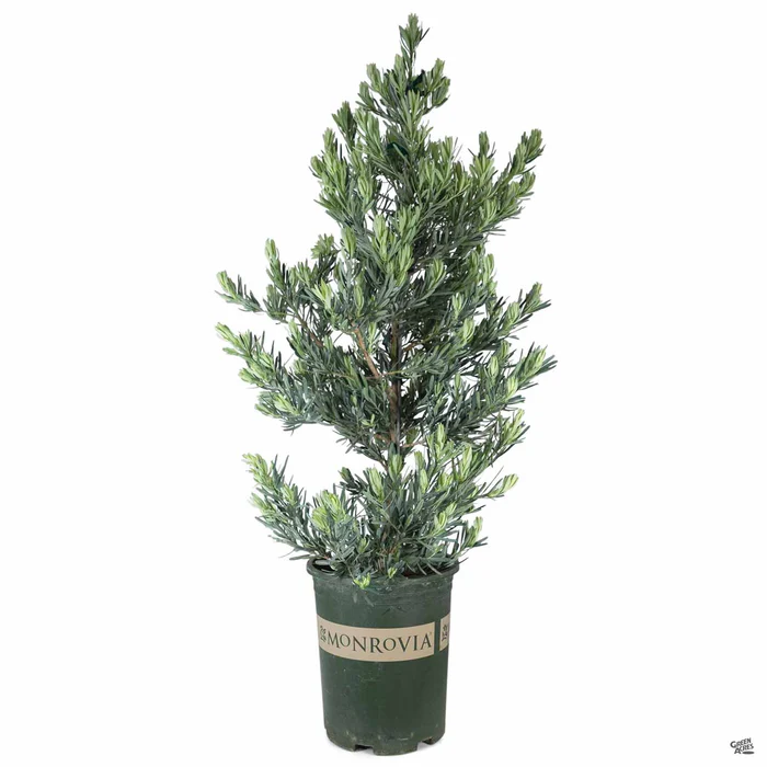 Icee Blue Fern Pine | Monrovia