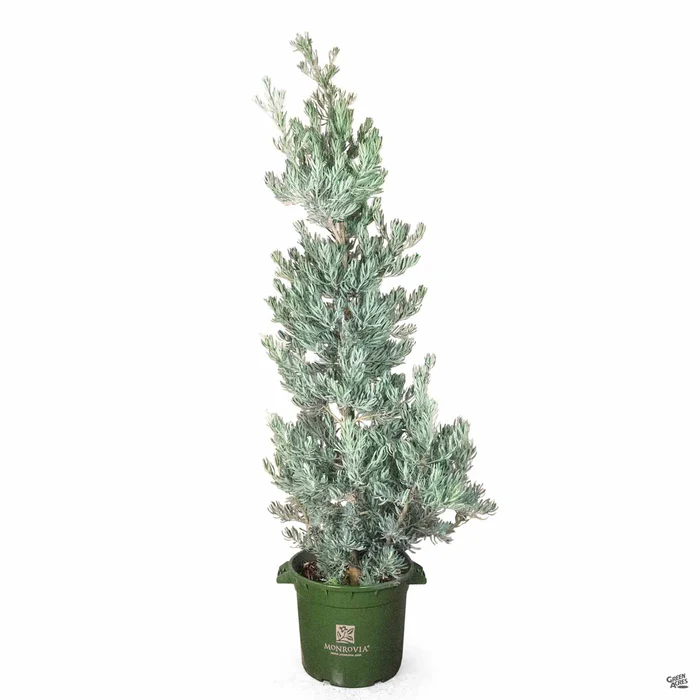 Icee Blue Fern Pine | Monrovia