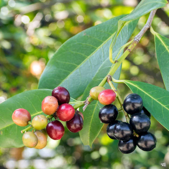 English Laurel