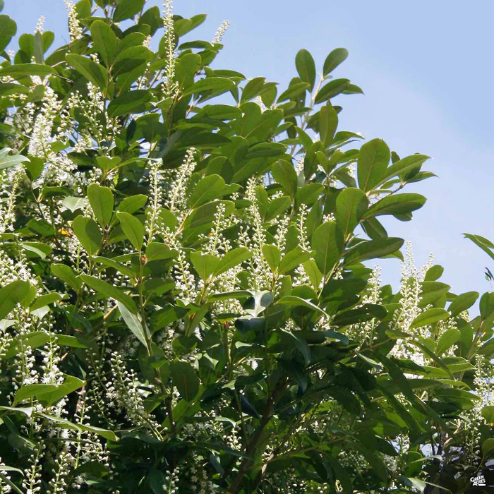 English Laurel