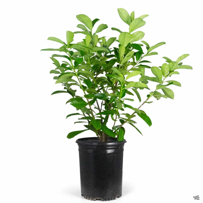 English Laurel