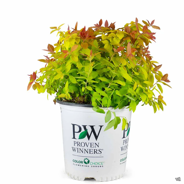 Double Play Big Bang Spirea
