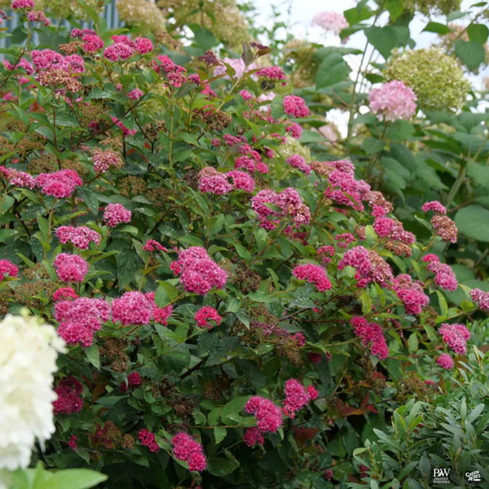 Double Play Doozie Spirea