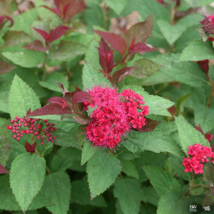 Double Play Doozie Spirea