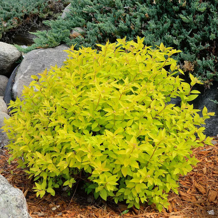 Double Play Gold Spirea