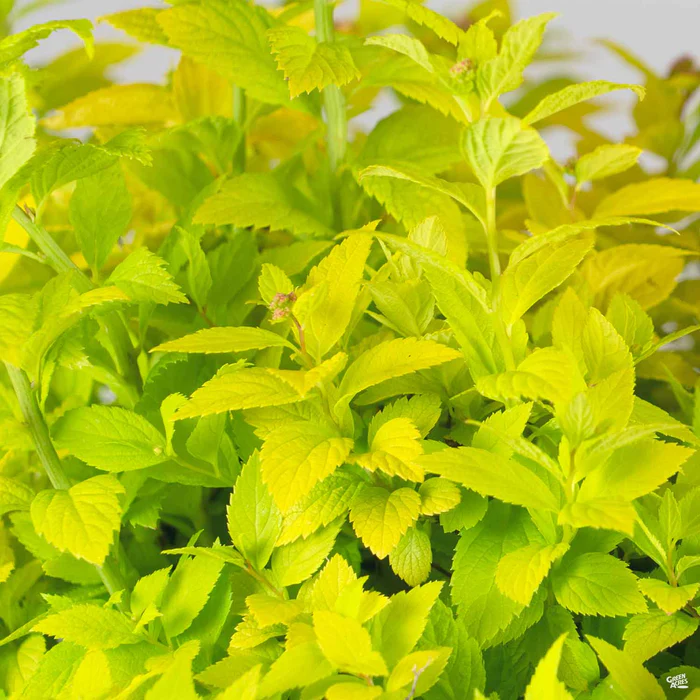 Double Play Gold Spirea