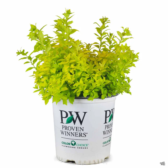 Double Play Gold Spirea