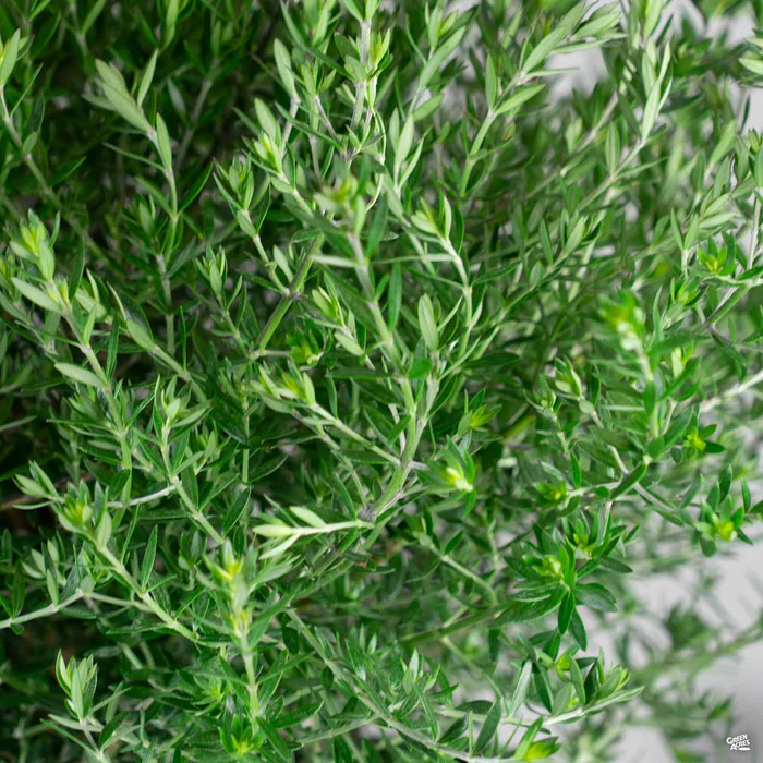 Coast Rosemary 'Blue Gem'