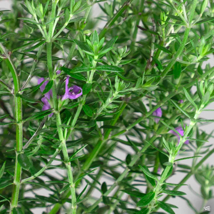 Coast Rosemary 'Blue Gem'