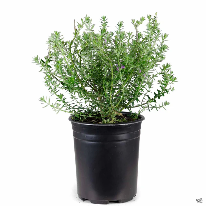 Coast Rosemary 'Blue Gem'