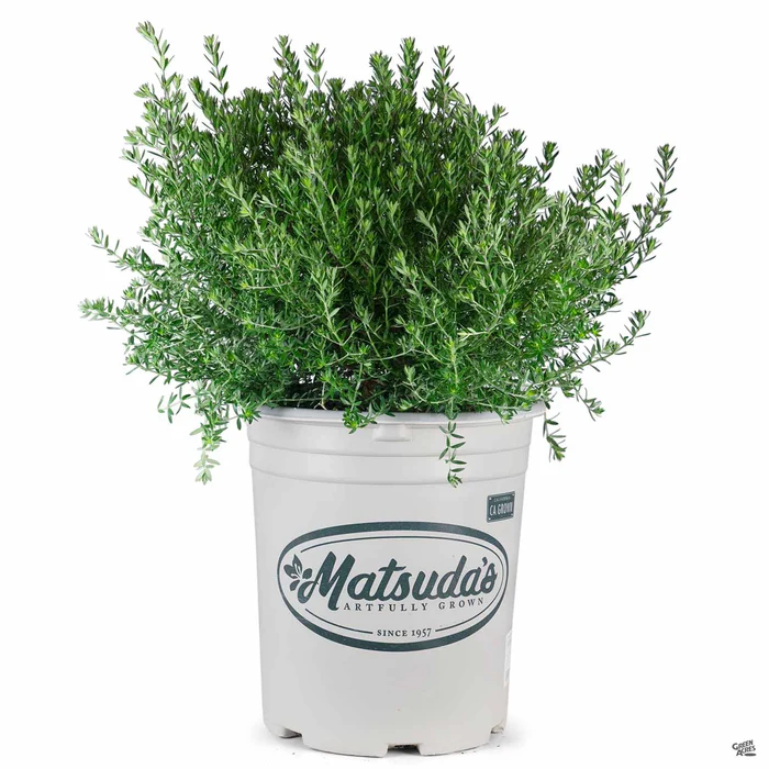 Coast Rosemary 'Blue Gem'