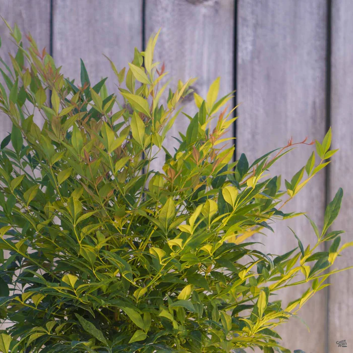 Heavenly Bamboo 'Gulf Stream'