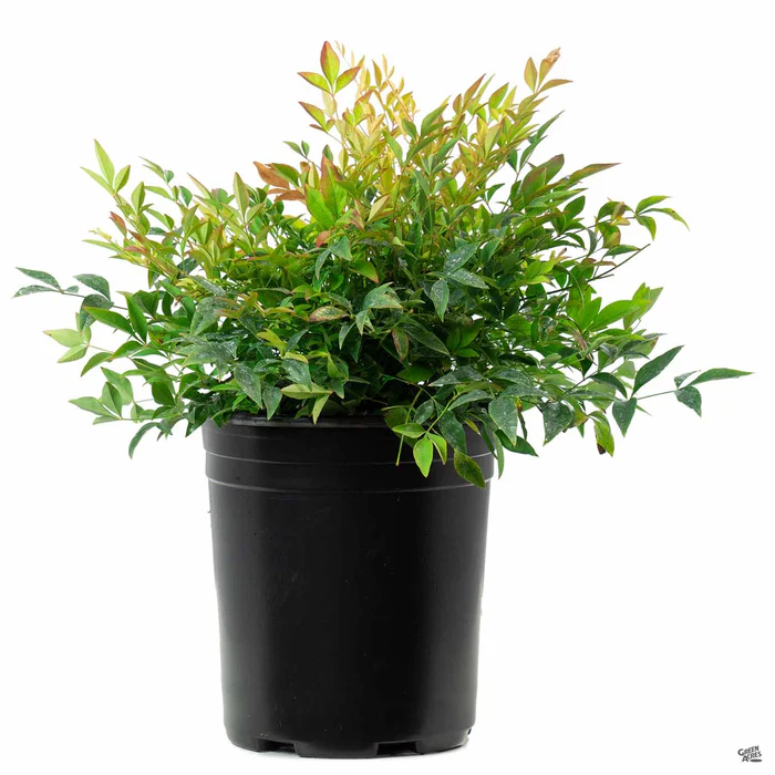 Heavenly Bamboo 'Gulf Stream'