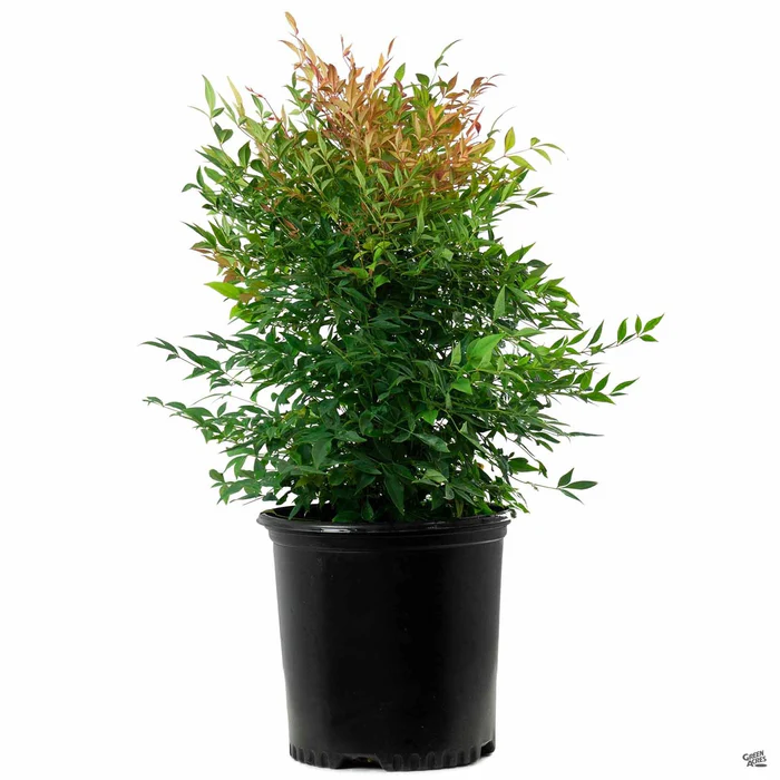 Heavenly Bamboo 'Gulf Stream'