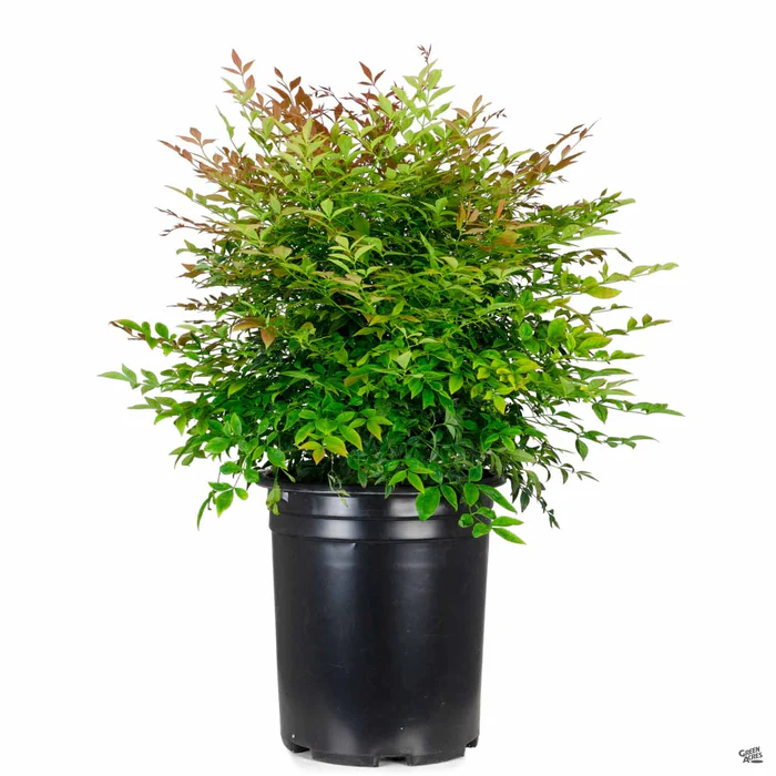 Heavenly Bamboo 'Gulf Stream'