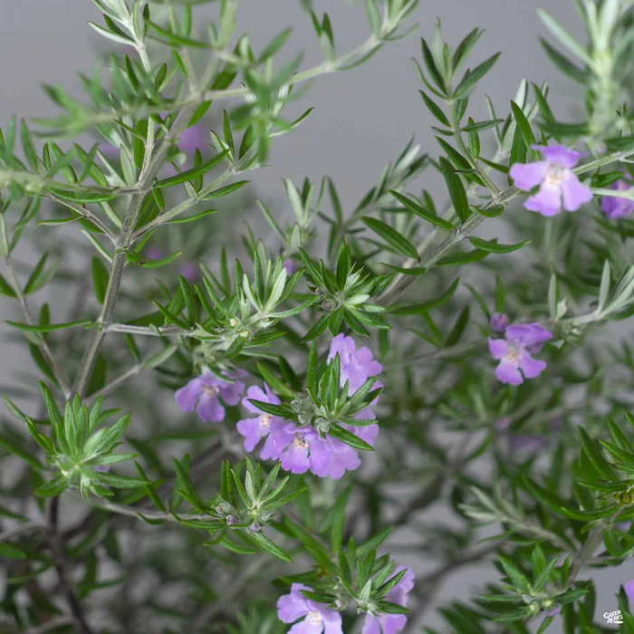 Coast Rosemary 'Wynyabbie Gem'