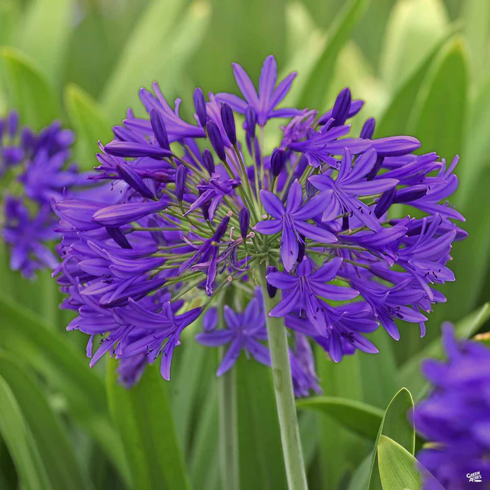 Lily of the Nile 'Ever Amethyst'
