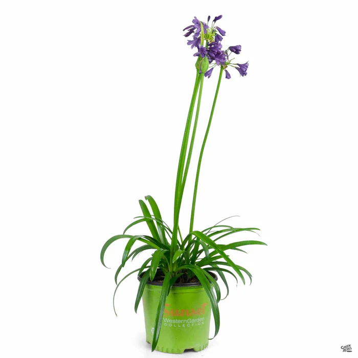 Lily of the Nile 'Ever Amethyst'