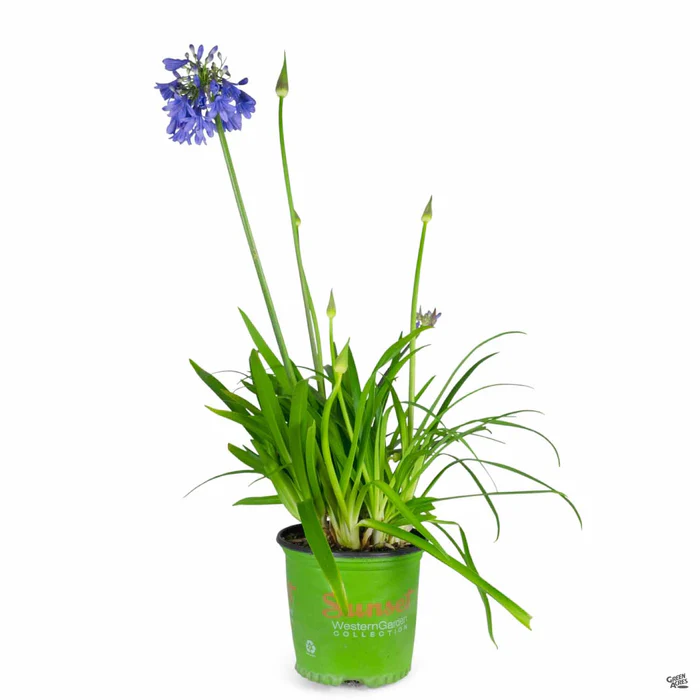 Lily of the Nile 'Ever Sapphire'