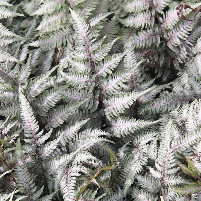 Japanese Painted Fern