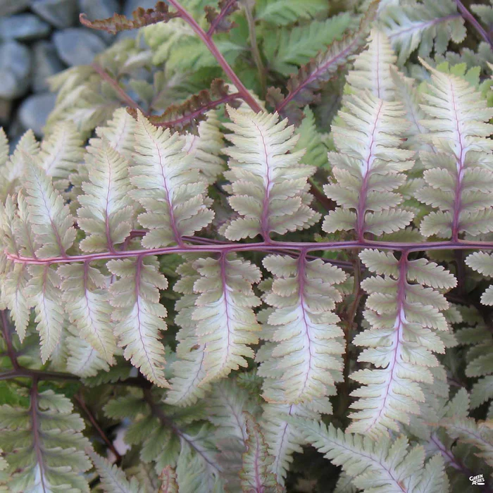 Japanese Painted Fern