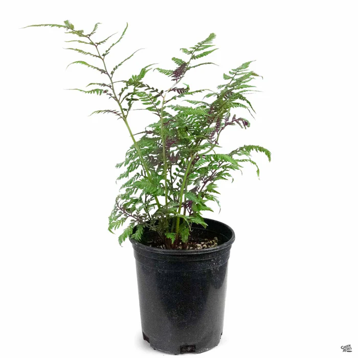 Japanese Painted Fern