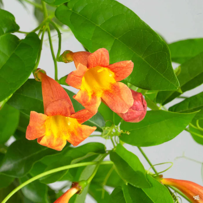 Crossvine 'Tangerine Beauty'