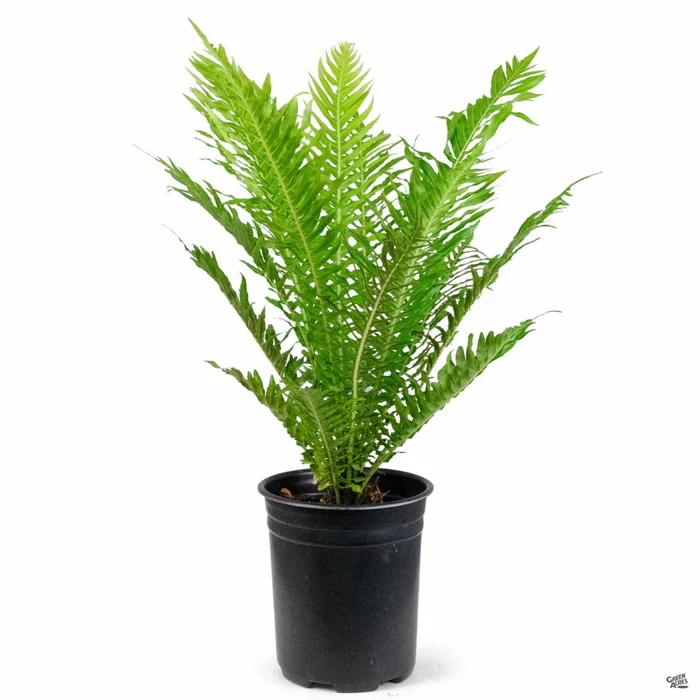 Dwarf Tree Fern 'Silver Lady'