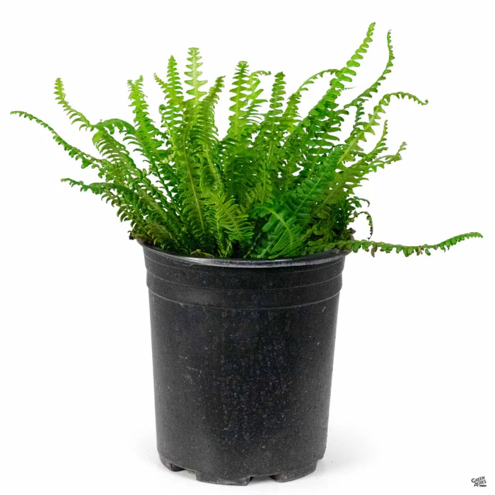 Deer Fern