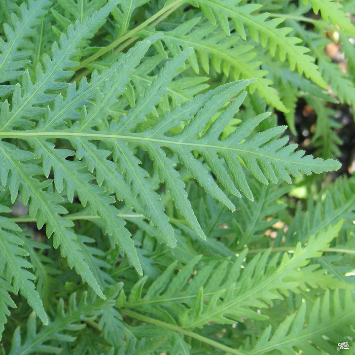 3163-giant-chain-fern-1.webp Giant Chain Fern
