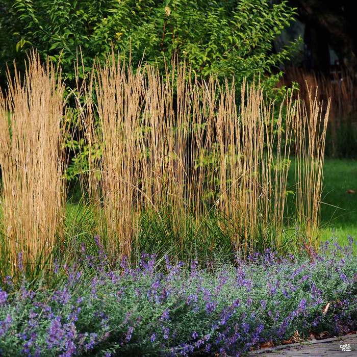 Feather Reed Grass 'Karl Foerster'