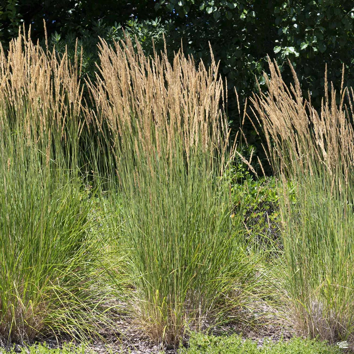 Feather Reed Grass 'Karl Foerster'