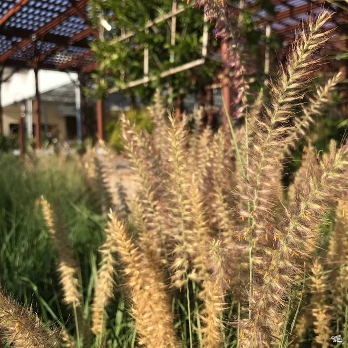Feather Reed Grass 'Karl Foerster'