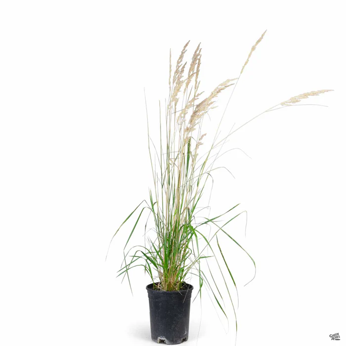 Feather Reed Grass 'Karl Foerster'