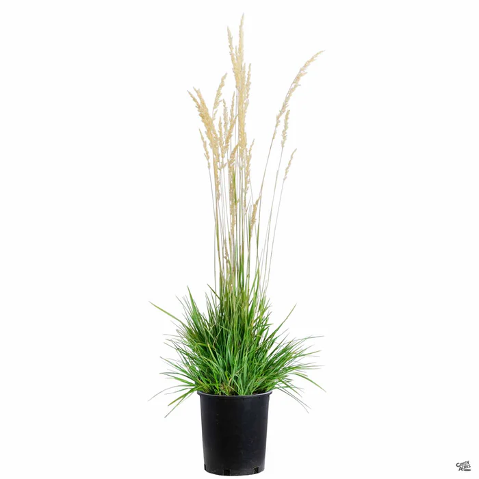 Feather Reed Grass 'Karl Foerster'